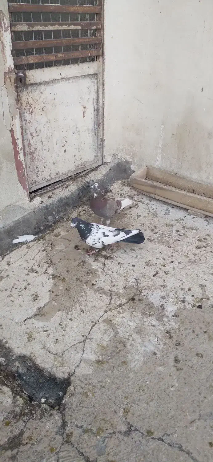 کبوتر|پرنده|آران و بیدگل, |دیوار