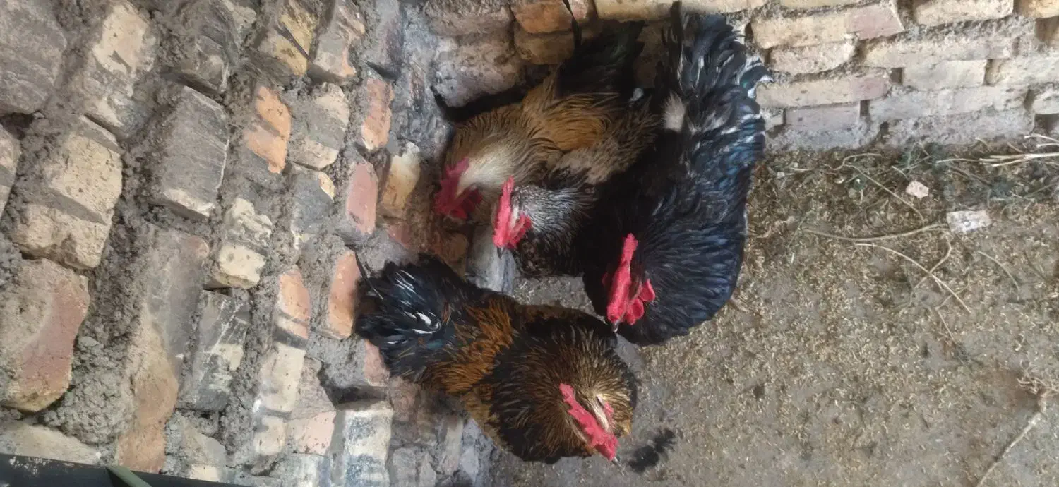 3عدد خروس|حیوانات مزرعه|اسفراین, |دیوار