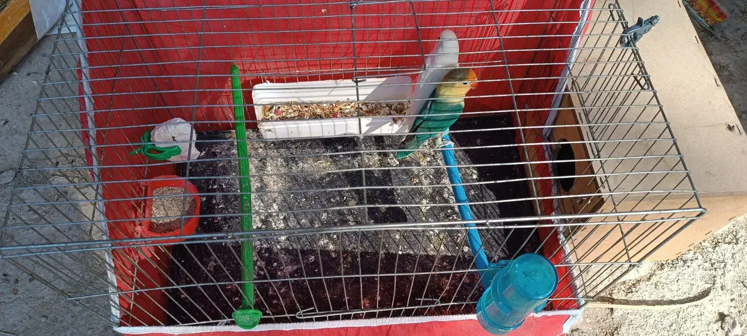 طوطی|پرنده|هندیجان, |دیوار