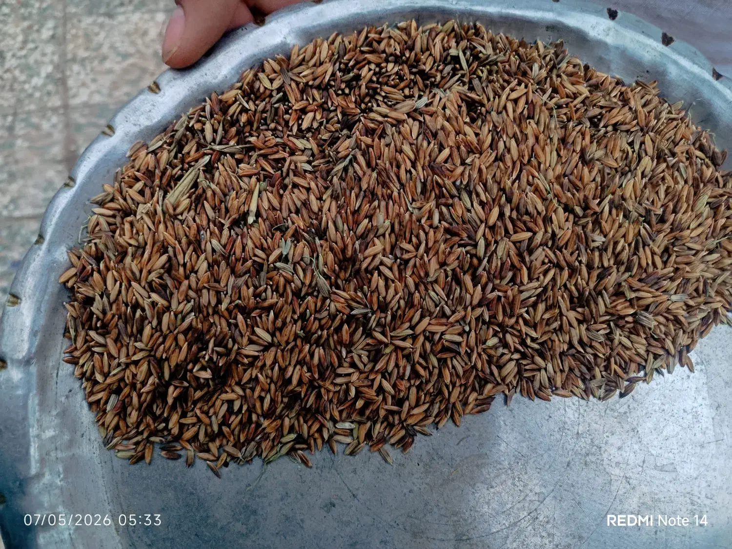 شلتوک|خدمات باغبانی و درختکاری|اهواز, کوی علوی|دیوار