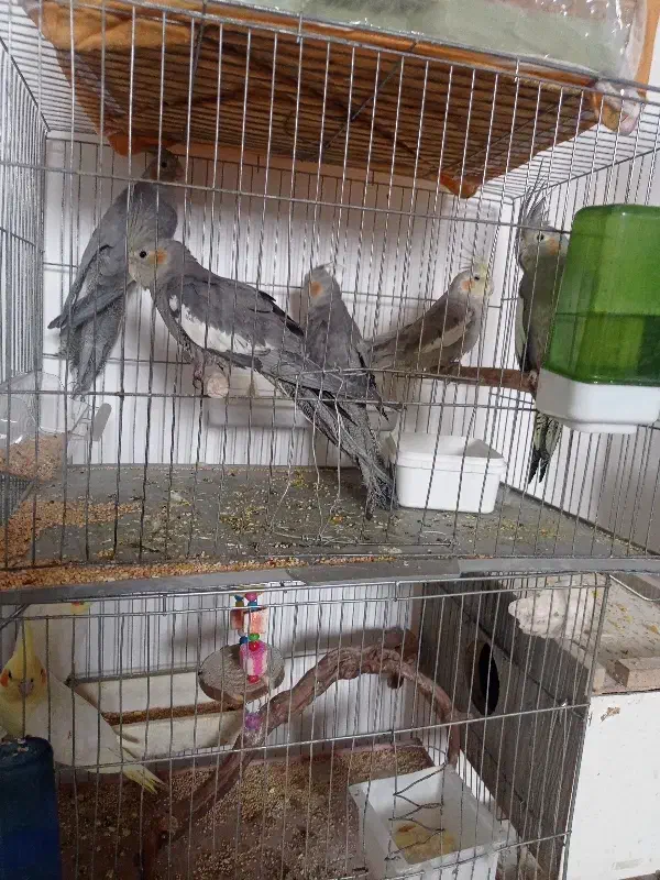 هلندی طوسی|پرنده|جلفا, |دیوار