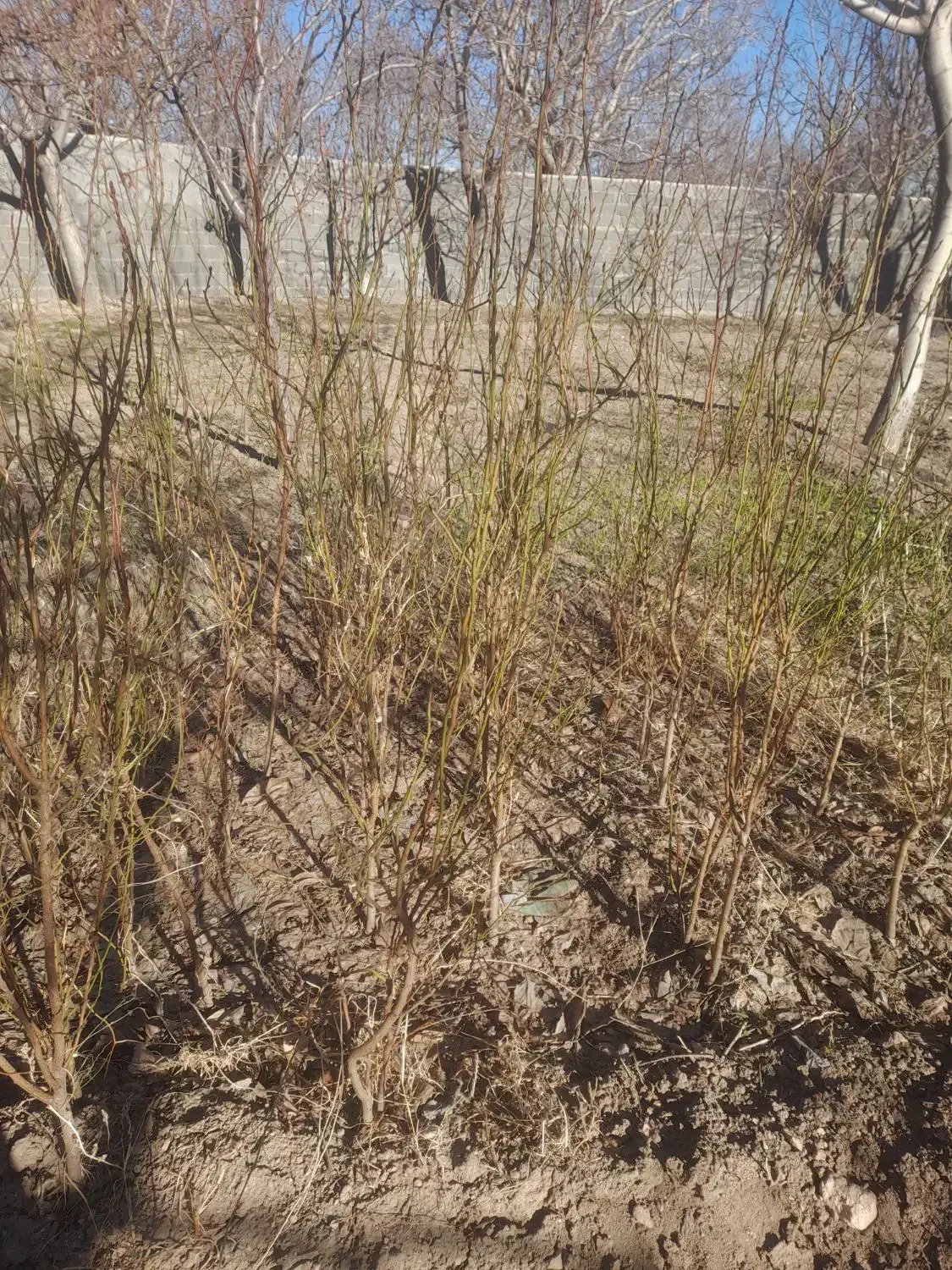 بادام|گل و گیاه طبیعی|قیدار, |دیوار