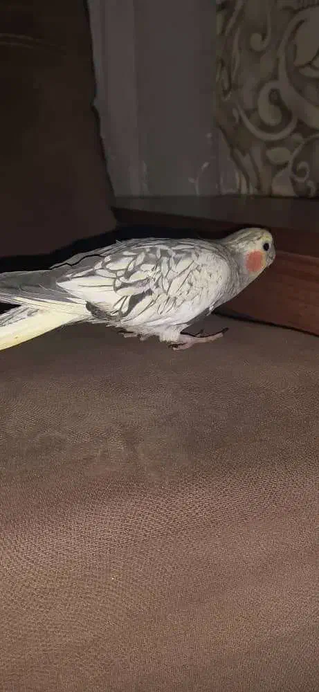 پرنده|حیوانات|رامهرمز, |دیوار