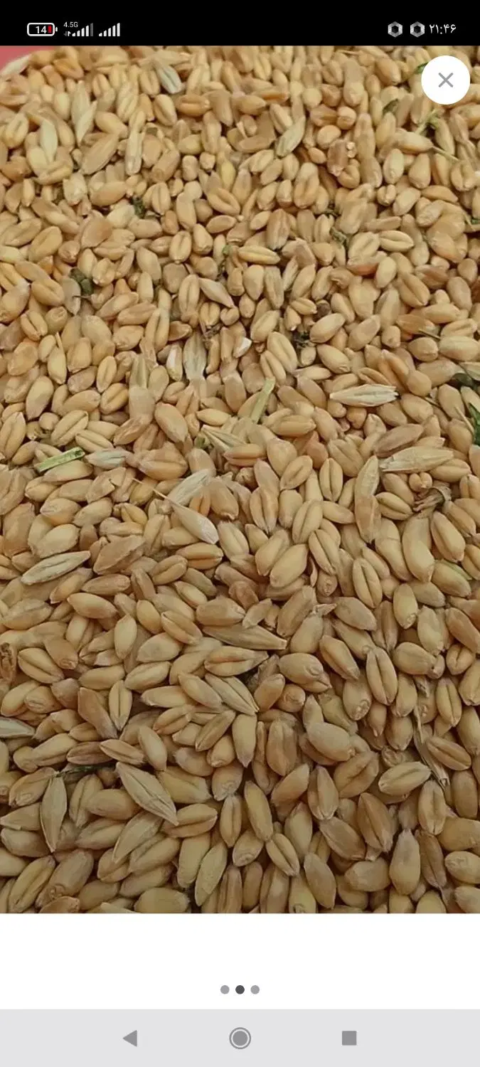 گندم|خوردنی و آشامیدنی|میان جلگه, |دیوار