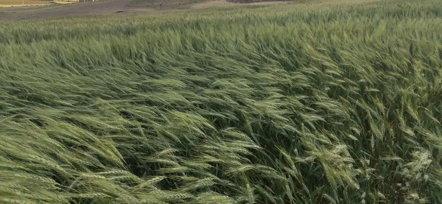کارگر|خدمات باغبانی و درختکاری|دهگلان, |دیوار