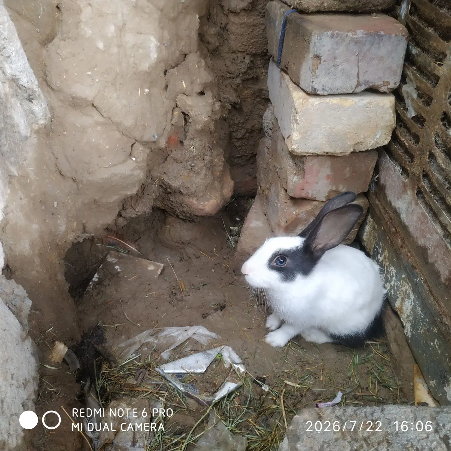 خرگوش|موش و خرگوش|کرباسک, |دیوار