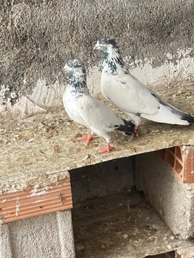 کفتر|پرنده|گرگان, |دیوار