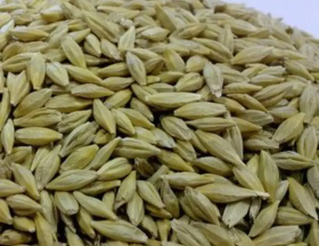 جو گندم|لوازم جانبی حیوانات|سده (فارس), |دیوار