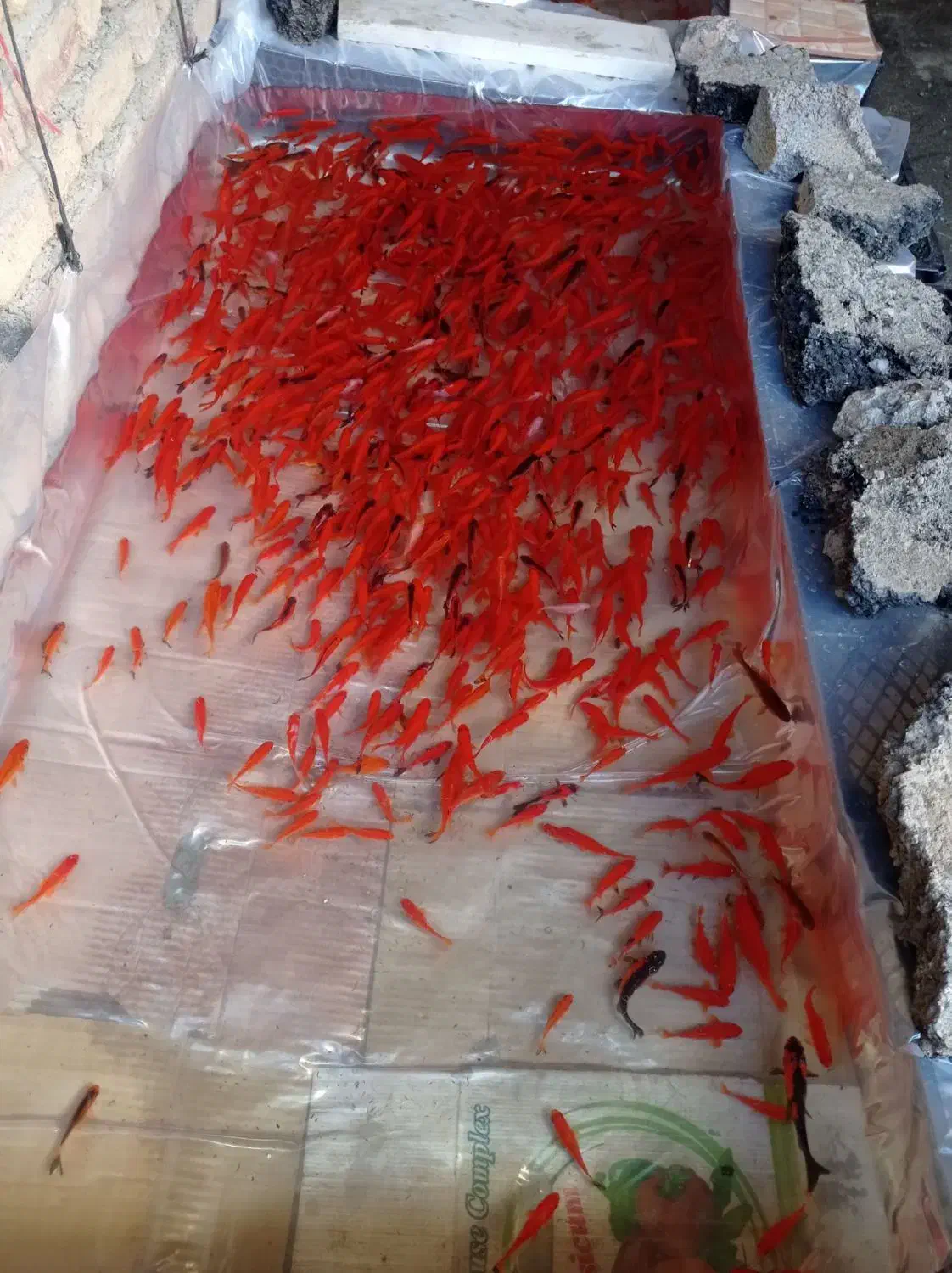 ماهی عمده|ماهی|سنندج, |دیوار