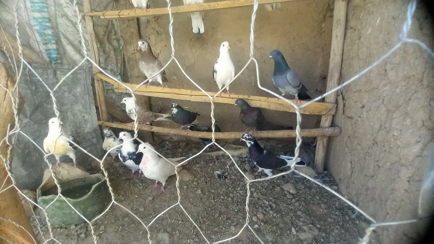 کفتر|پرنده|نهاوند, |دیوار