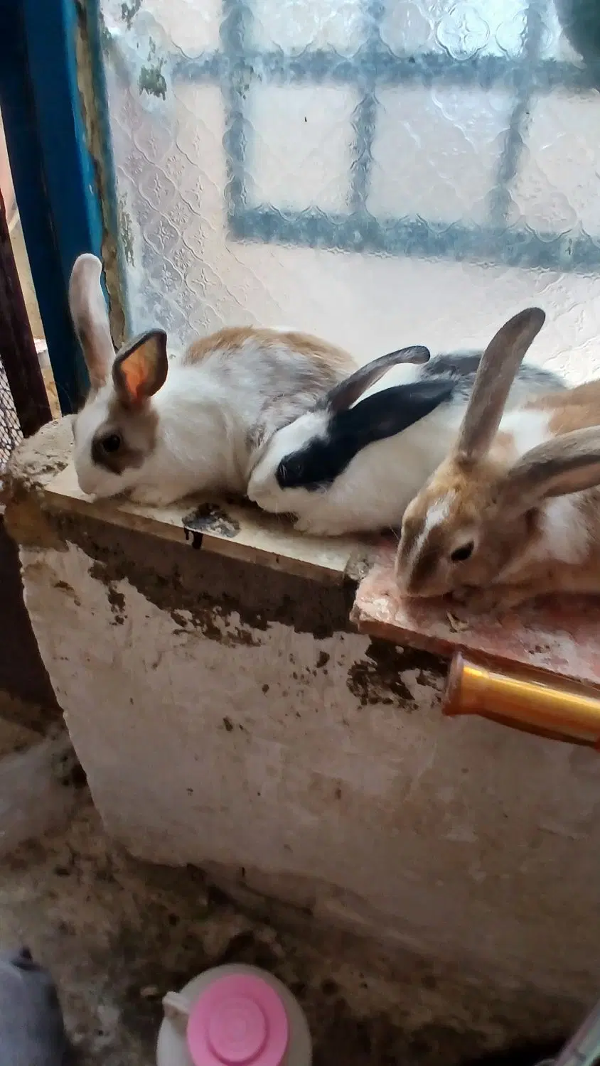 خرگوش|موش و خرگوش|نهاوند, |دیوار