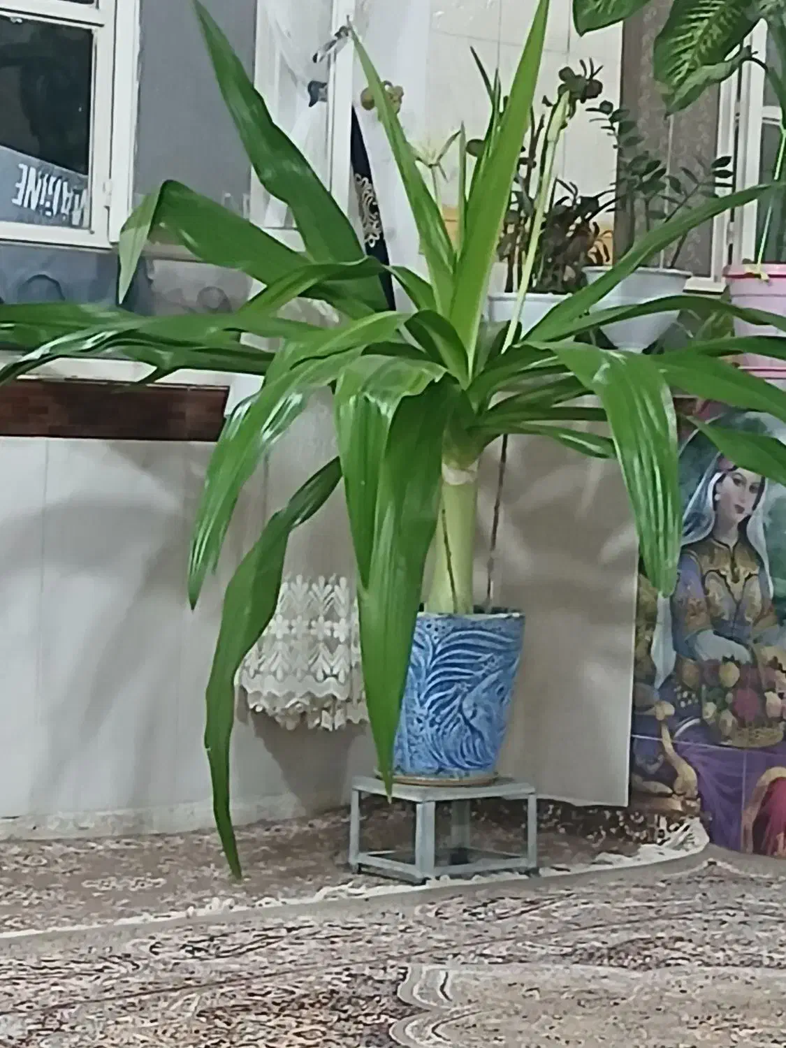 گل طبیعی|گل و گیاه طبیعی|عطاملک, |دیوار