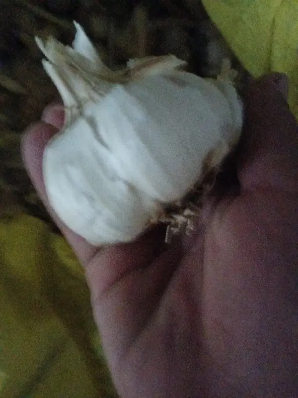 سیر|خوردنی و آشامیدنی|قوچان, |دیوار