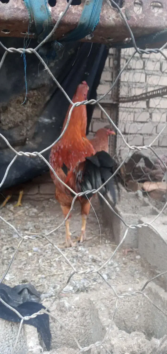 مرغ خروس|حیوانات مزرعه|سنگدوین, |دیوار