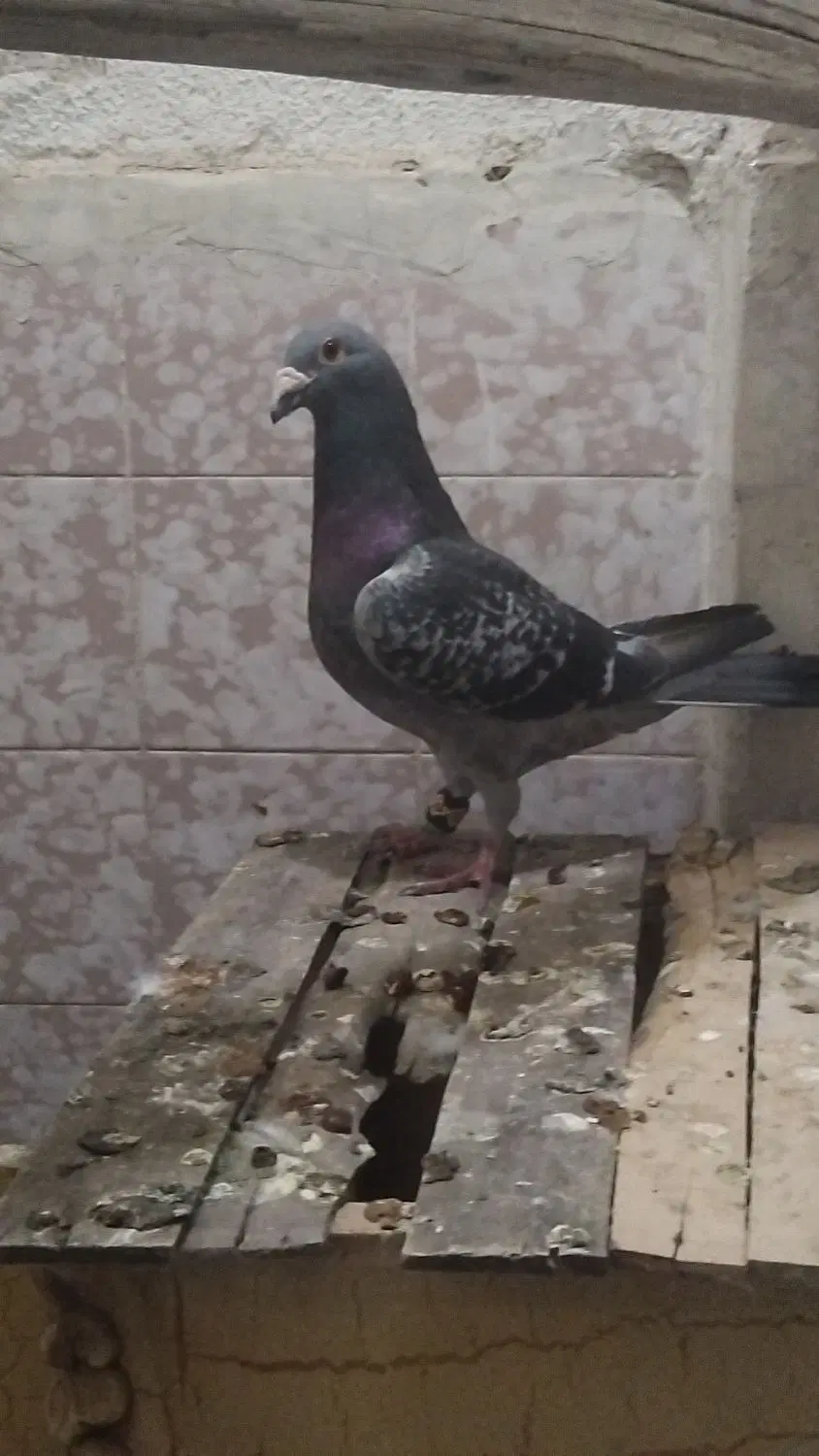 پرنده|پرنده|کاشان, کوچه باسکول|دیوار