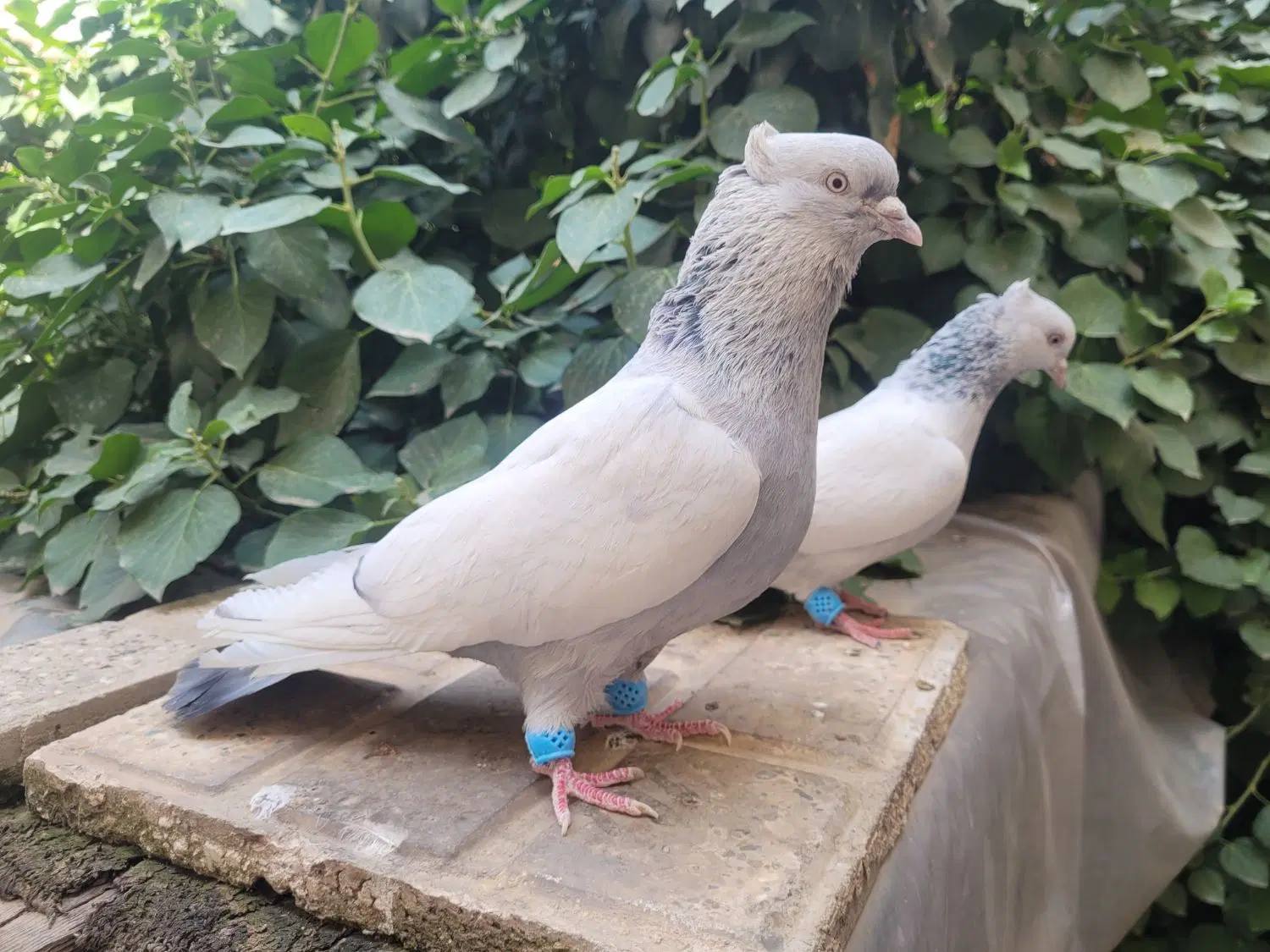 سینه آبی|پرنده|مشهد, بالا خیابان|دیوار
