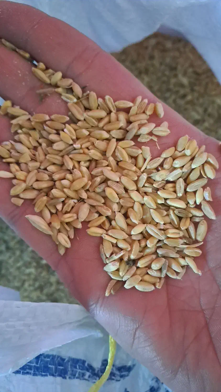 گندم امید|خوردنی و آشامیدنی|بروجن, |دیوار