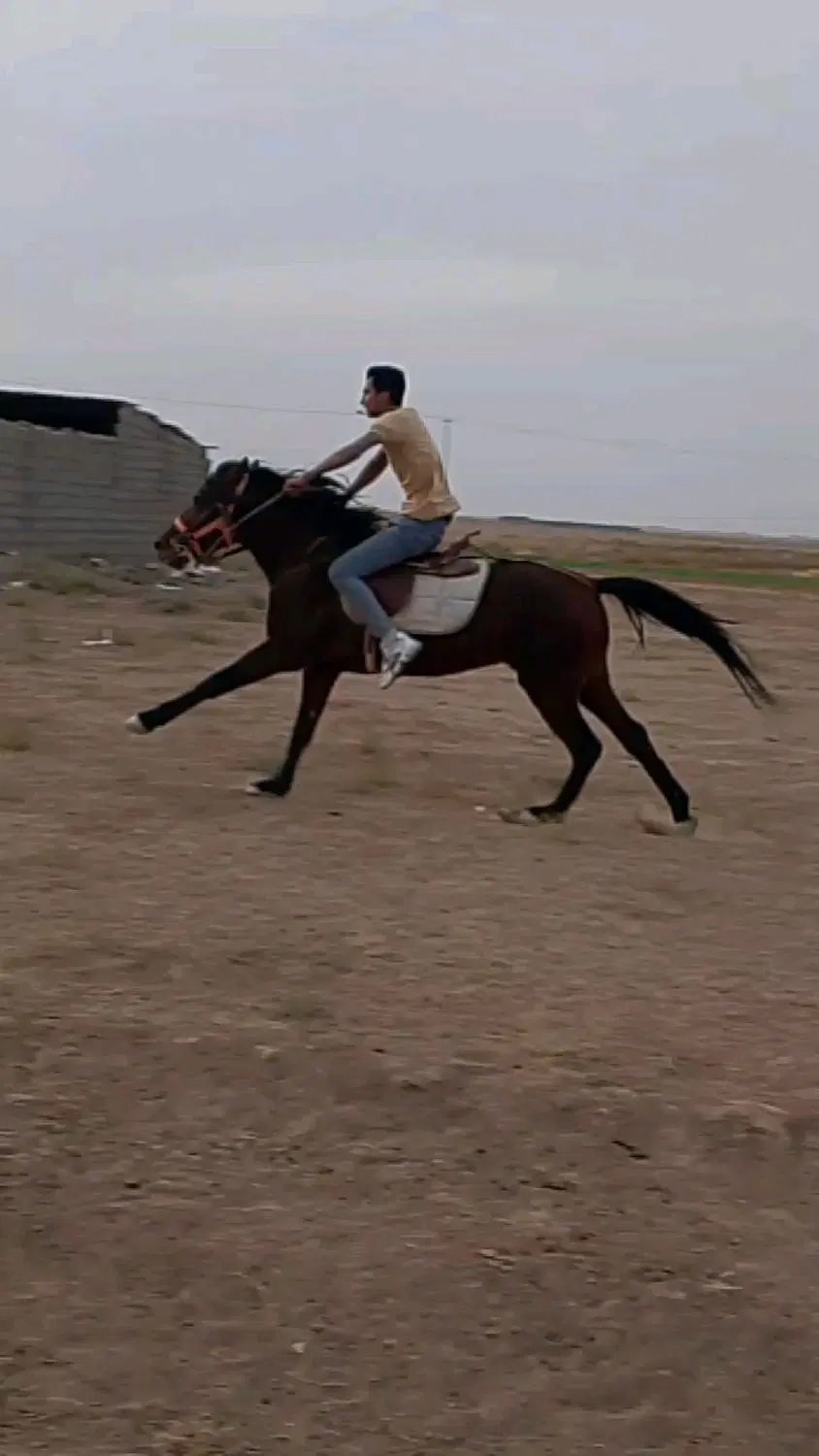 اسب|اسب و تجهیزات اسب‌سواری|تربت جام, میان جام|دیوار