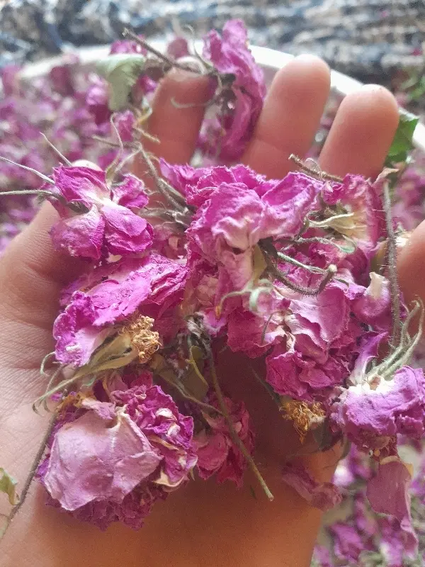 گل محمدی|گل و گیاه طبیعی|فسا, |دیوار