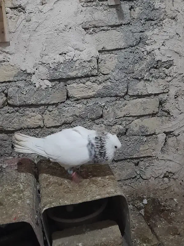 کفتر|پرنده|چناران, |دیوار