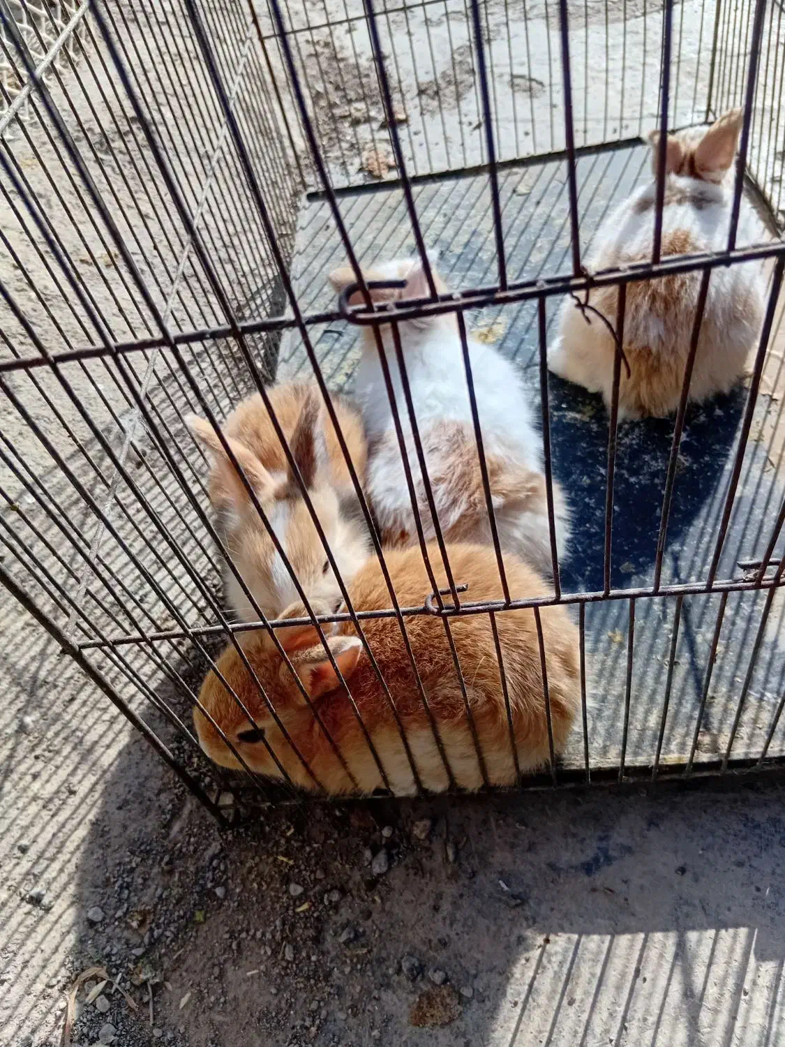 بچه خرگوش|موش و خرگوش|مشهد, امین آباد|دیوار