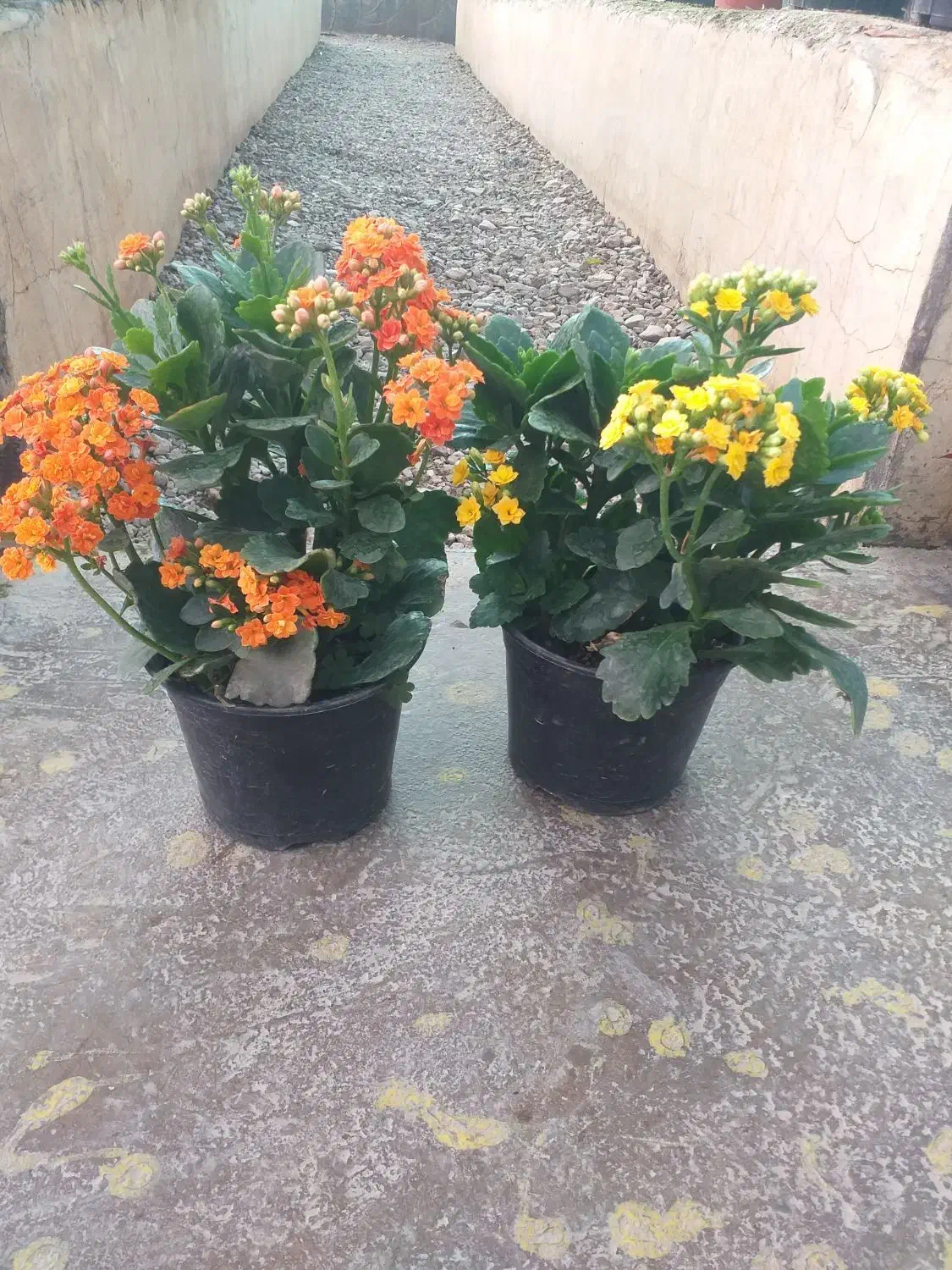 کالانکو|گل و گیاه طبیعی|محلات, |دیوار