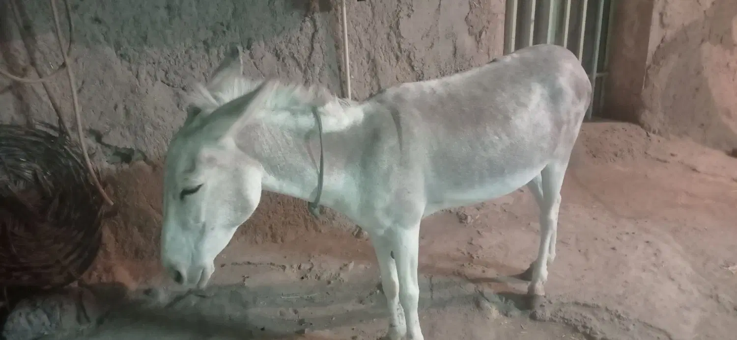 الاغ|حیوانات مزرعه|سده (خراسان جنوبی), |دیوار
