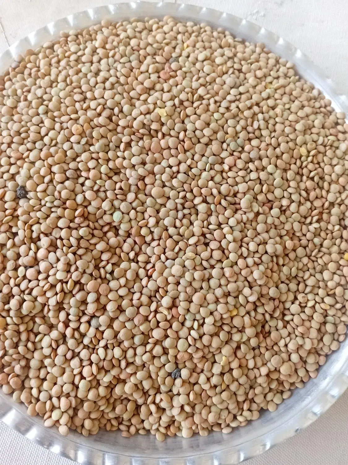 عدس|خوردنی و آشامیدنی|بروجرد, |دیوار