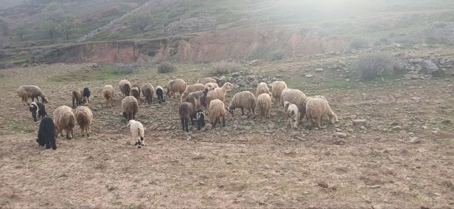 گوسفند|حیوانات مزرعه|مسجد سلیمان, |دیوار