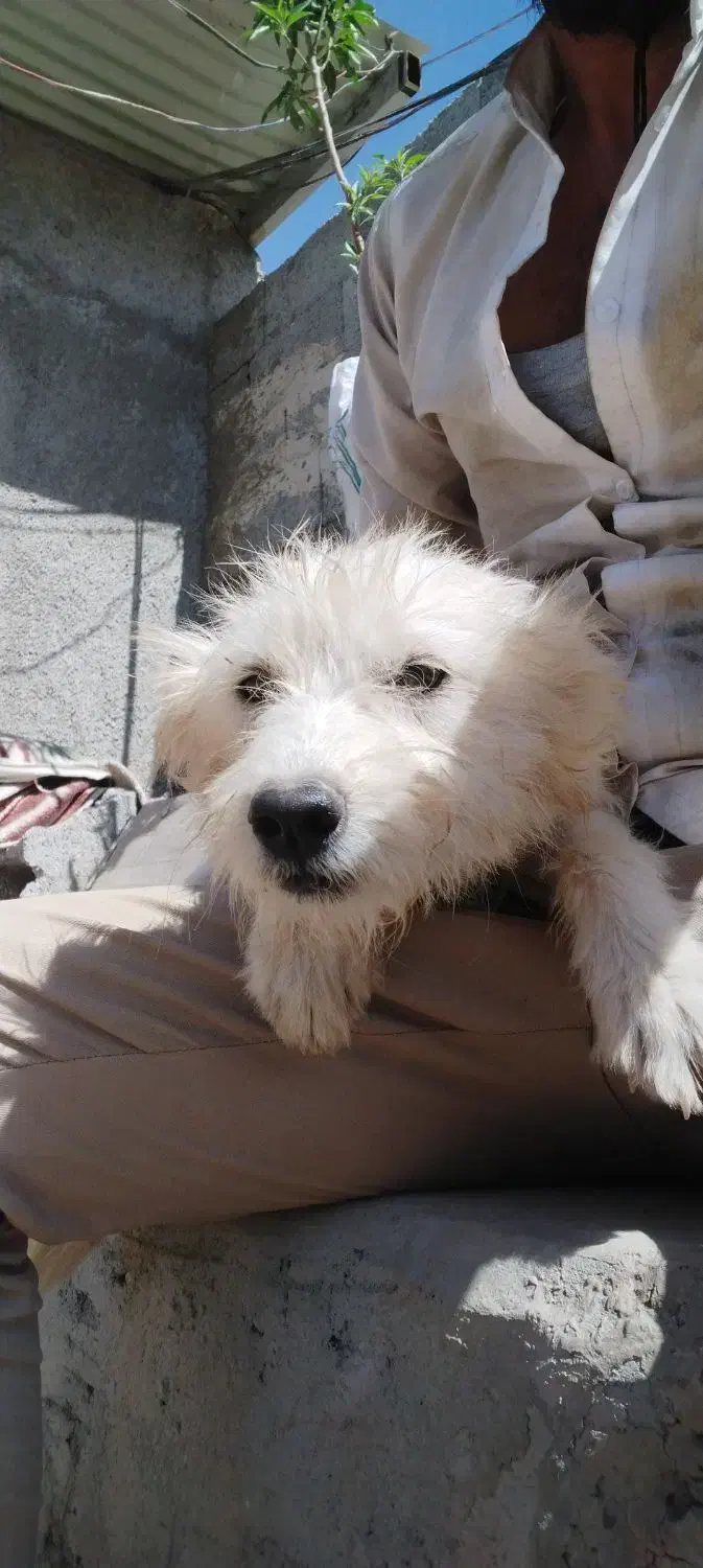 سگ شیتزو|سگ|تبریز, |دیوار