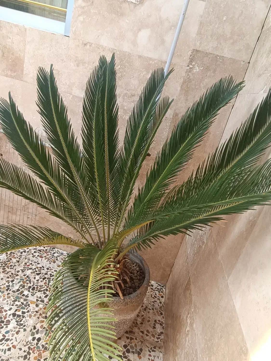 گل سیکاس|گل و گیاه طبیعی|آمل, |دیوار