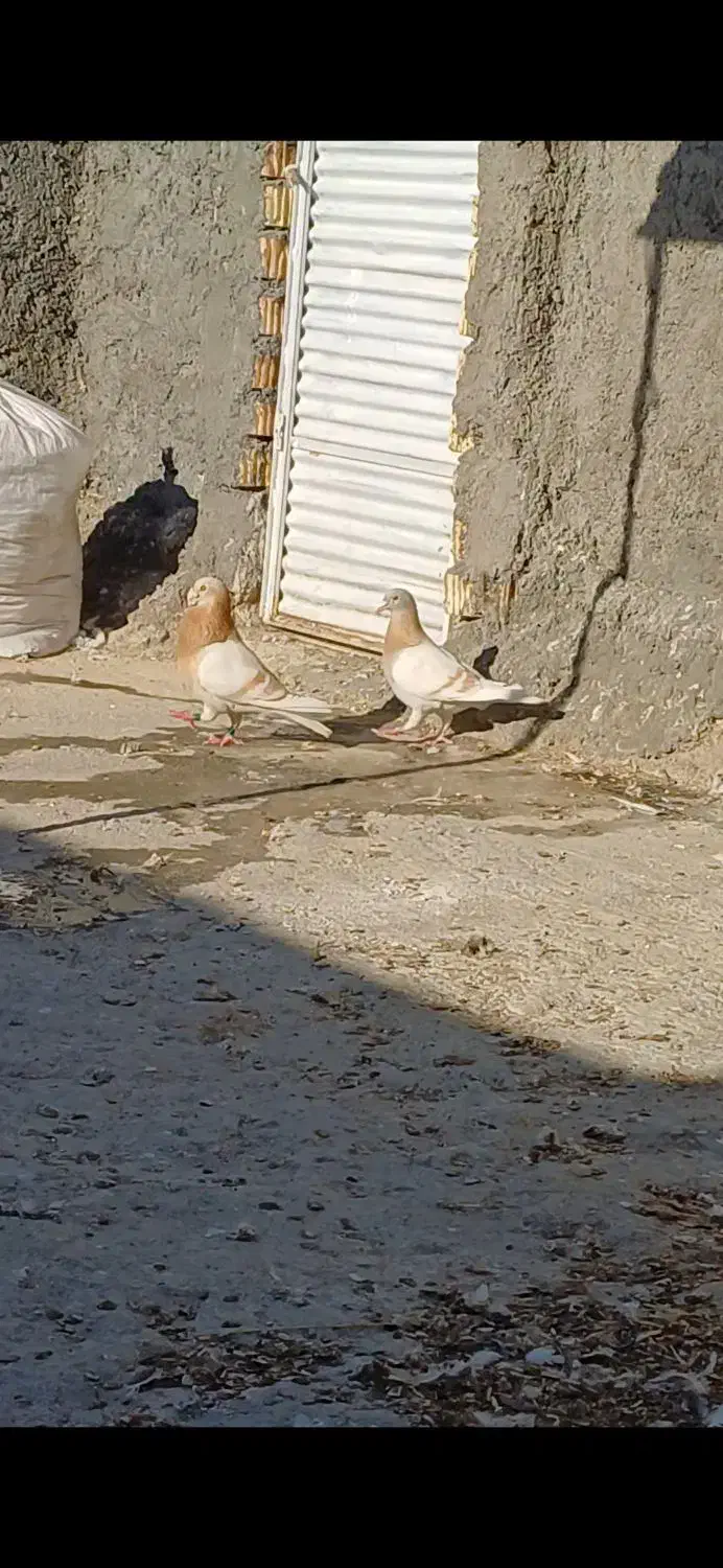 کفتر|پرنده|داراب, |دیوار