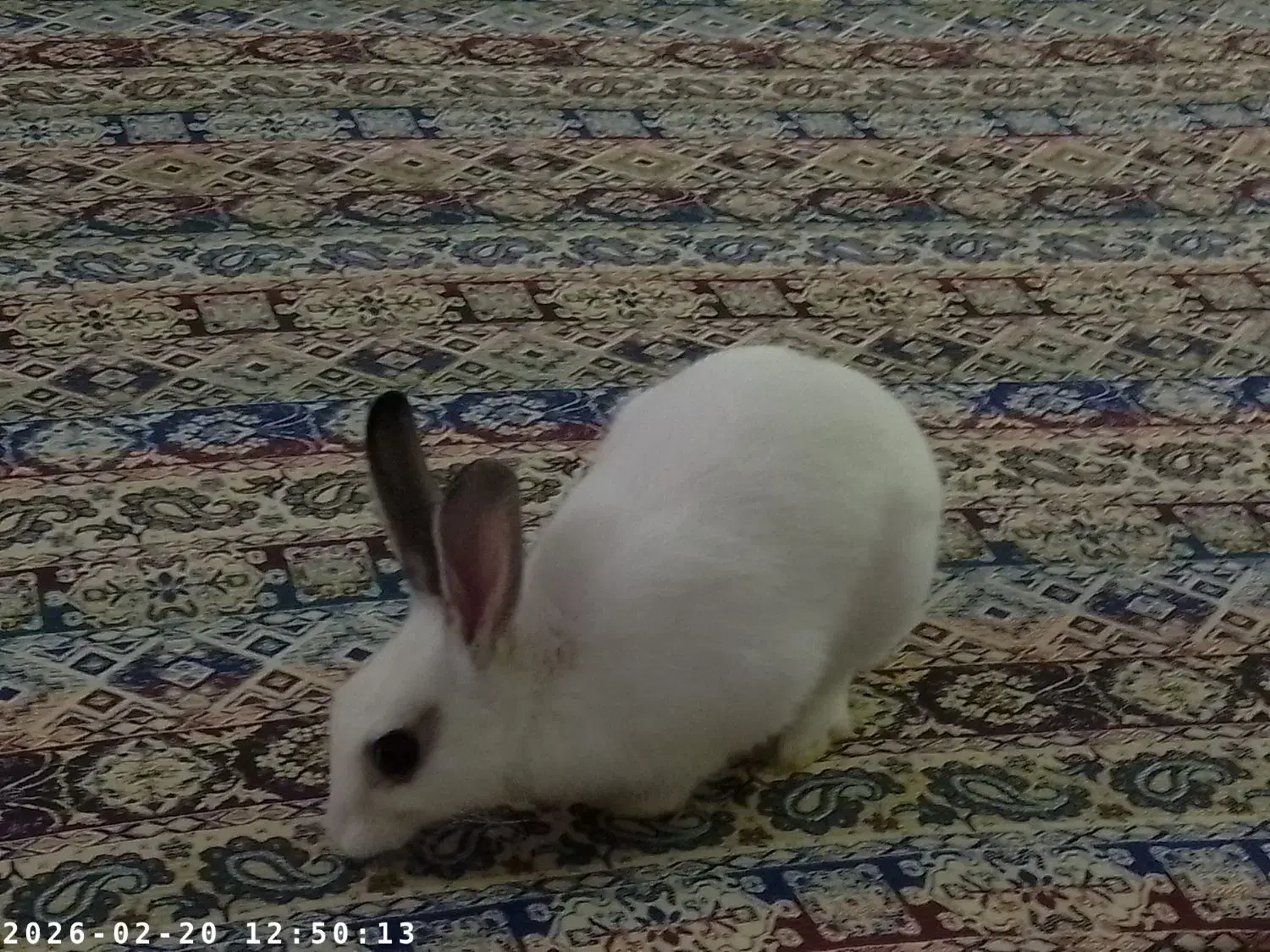 خرگوش سفید|موش و خرگوش|پردیس, فاز ۸|دیوار