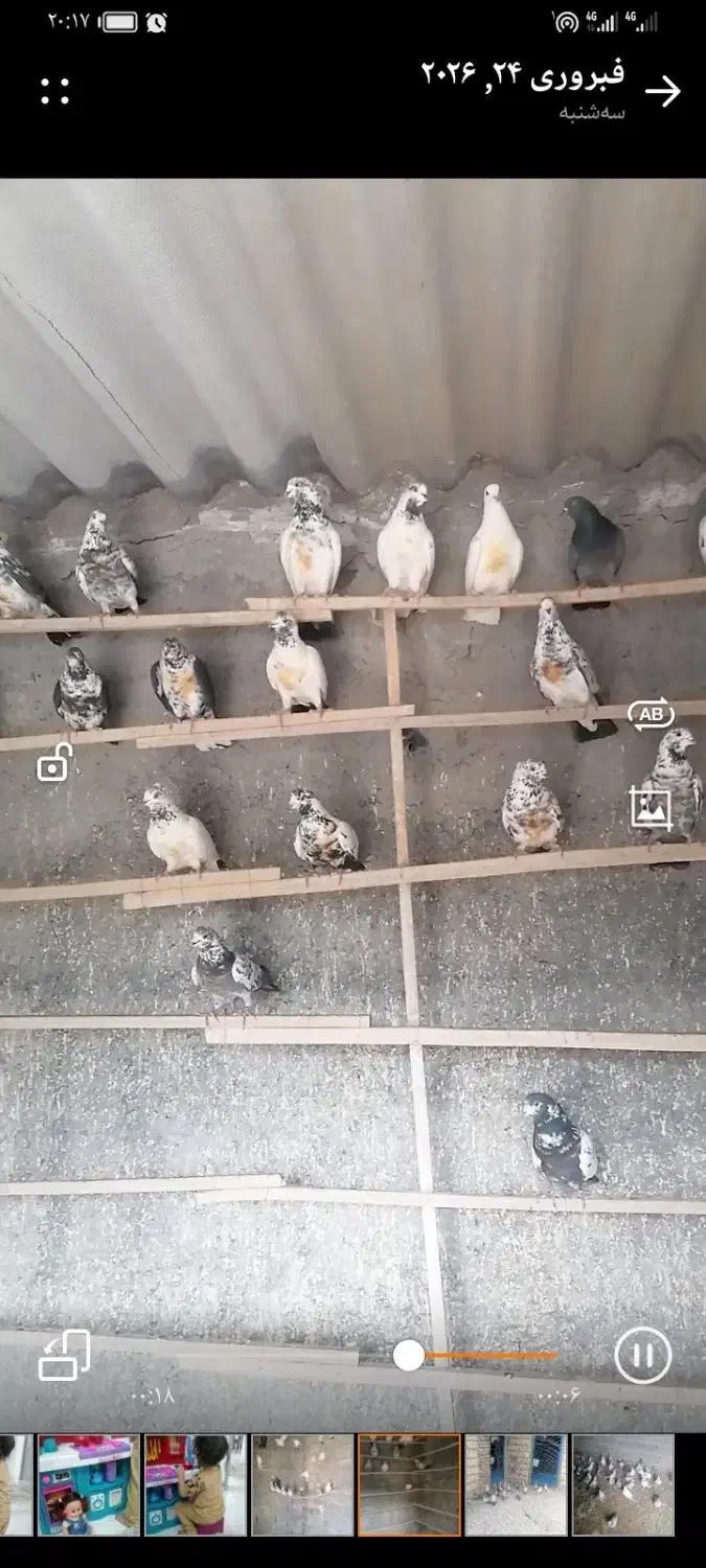 فروشی|پرنده|آران و بیدگل, |دیوار