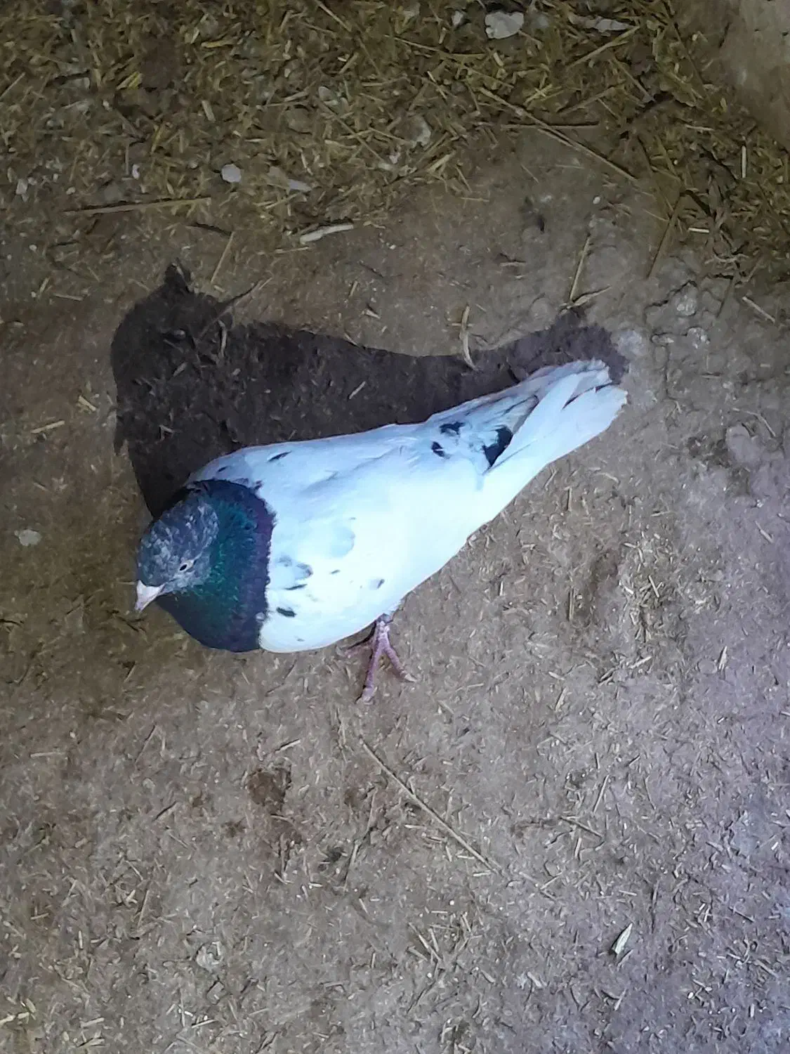 طوقی|پرنده|تبریز, |دیوار