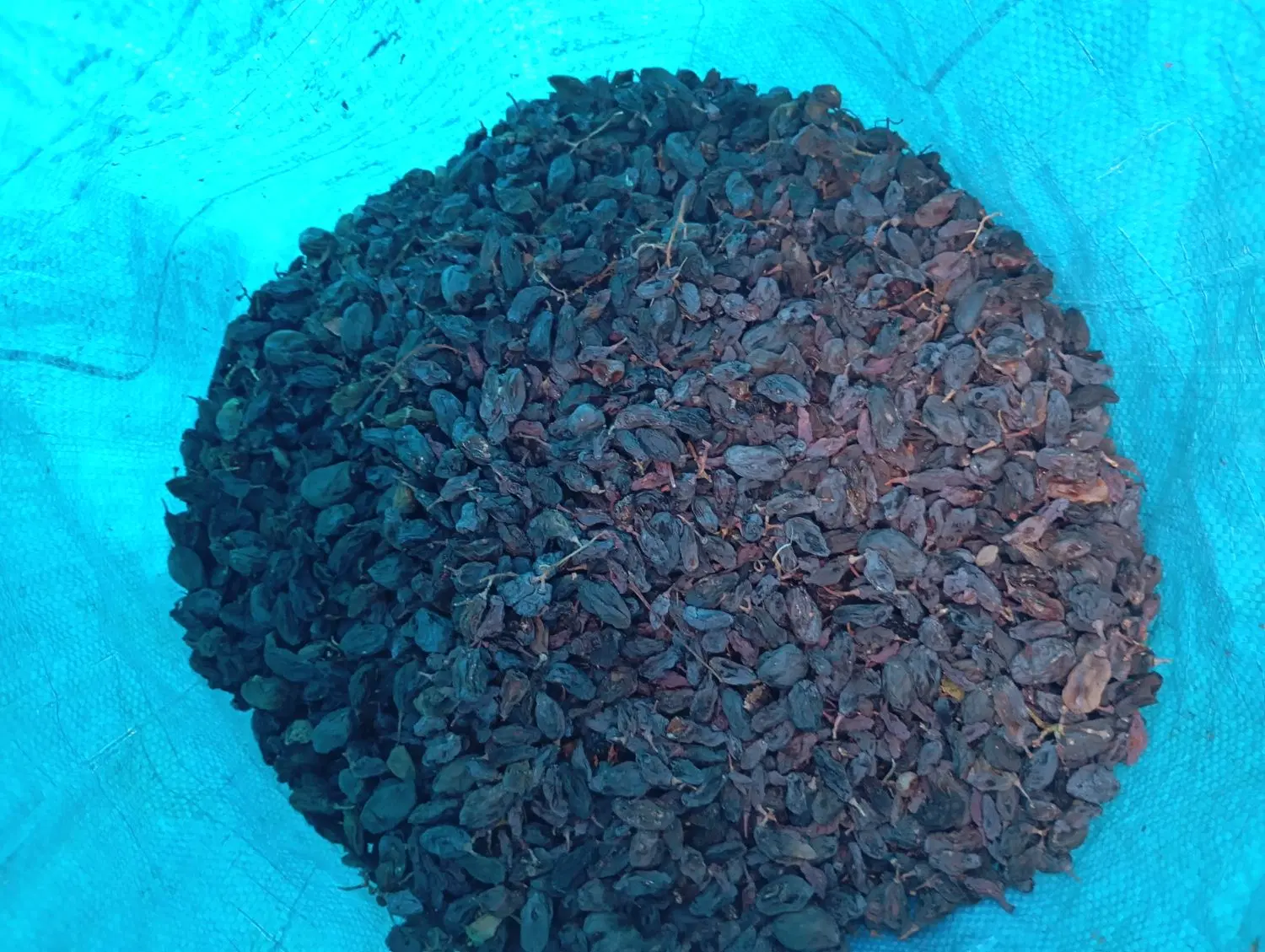 مویز|خوردنی و آشامیدنی|شیراز, کوشک بیدک|دیوار