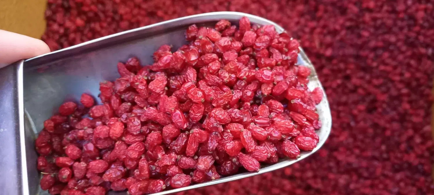 زرشک|خوردنی و آشامیدنی|نیشابور, فضل|دیوار