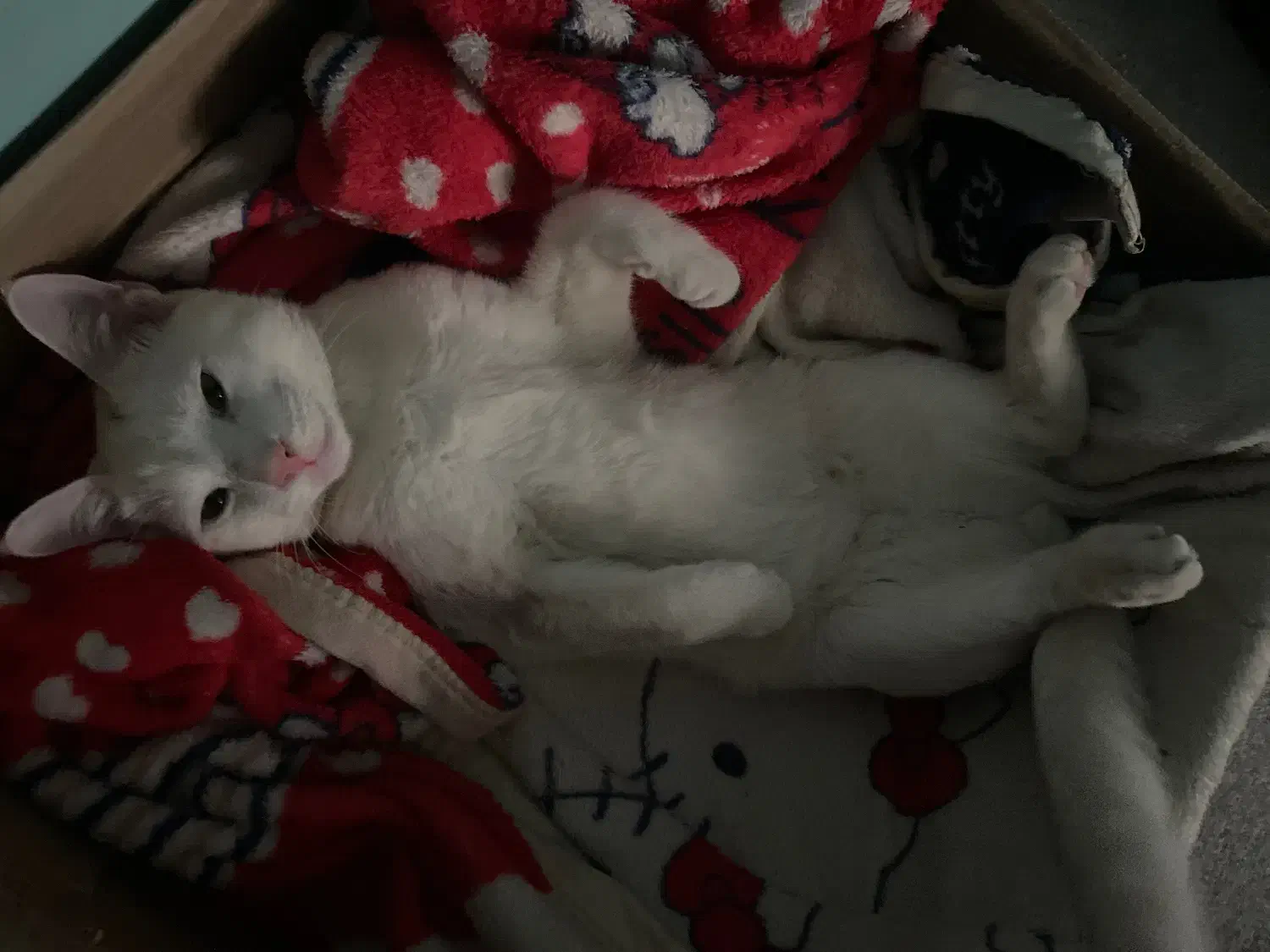 گربه پسر|گربه|مشهد, فدک|دیوار