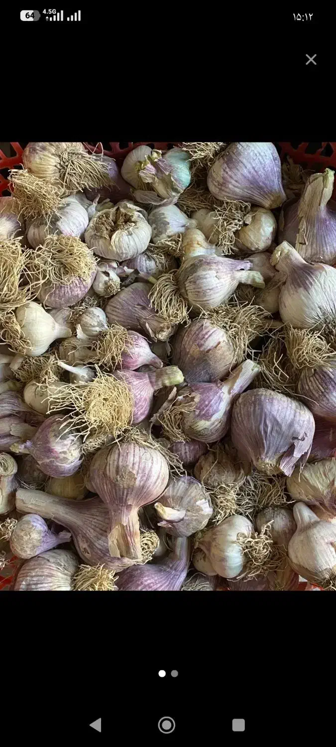 سیر|عمده‌فروشی|ایزدشهر, |دیوار