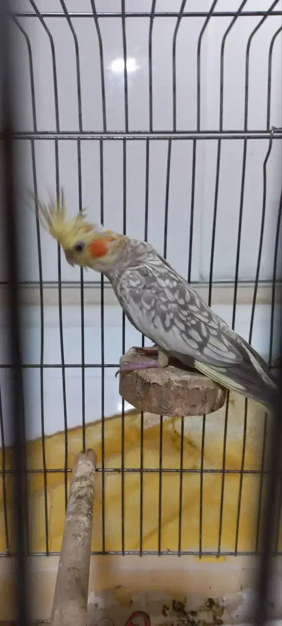 عروس|پرنده|شهر ری, سیزده آبان|دیوار