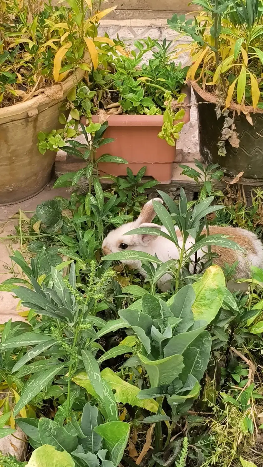 خرگوش|موش و خرگوش|سمنان, |دیوار