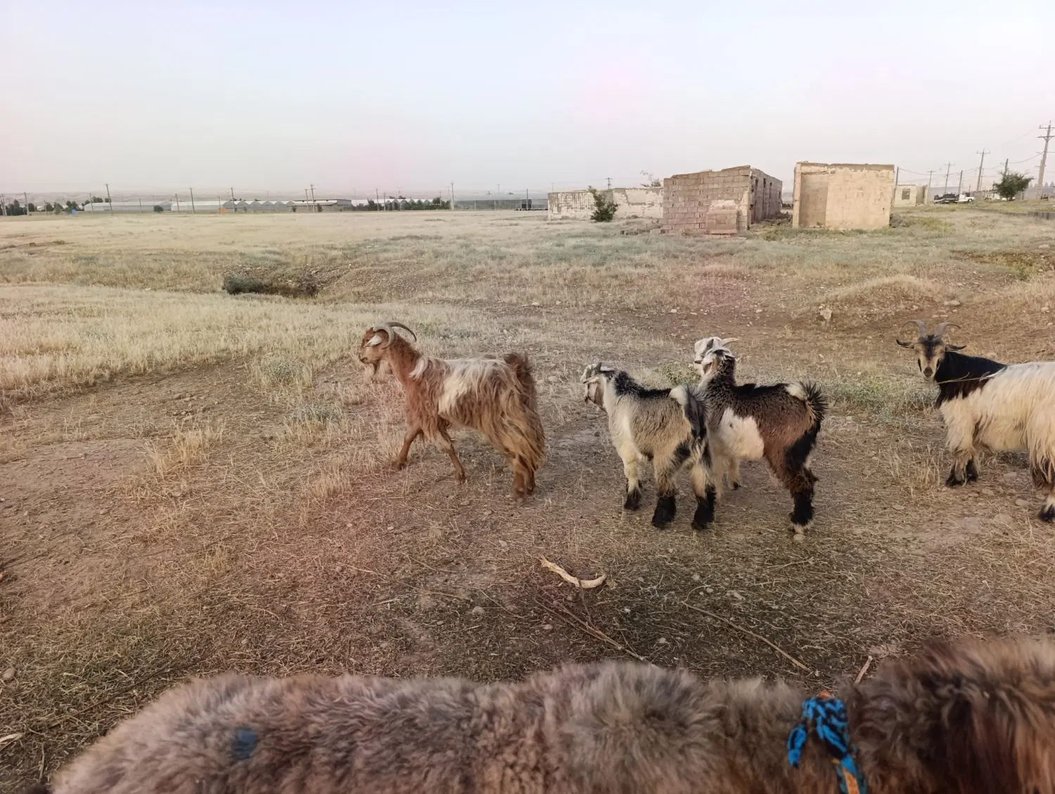 بز و بیگ|حیوانات مزرعه|دزفول, |دیوار