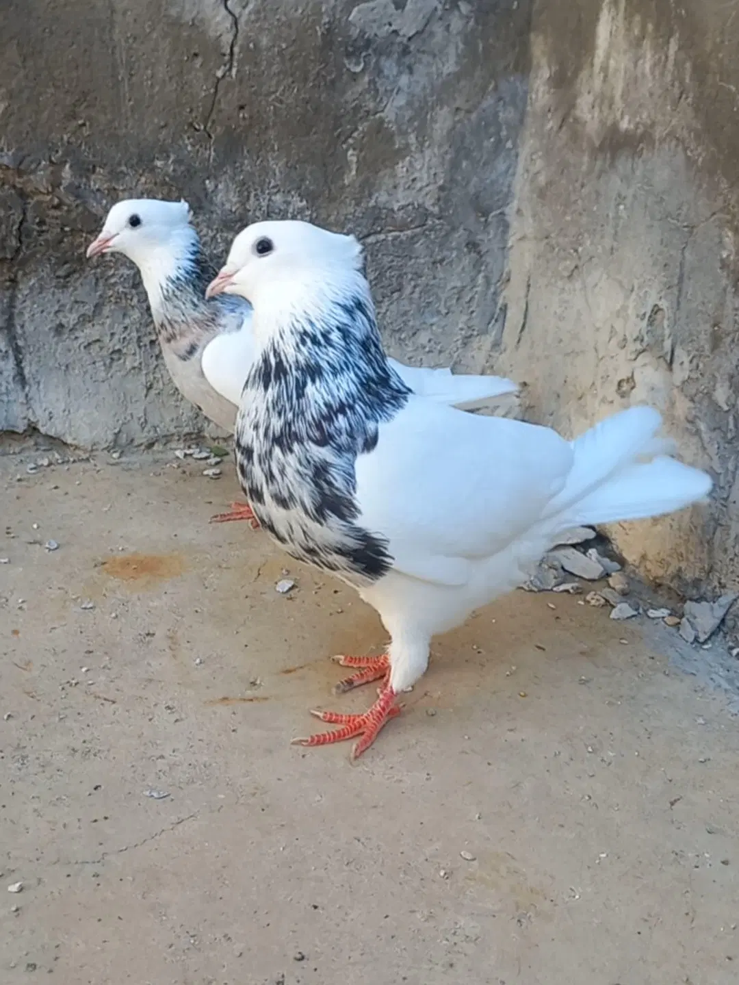 طوقی|پرنده|اهواز, ۲۴ متری|دیوار