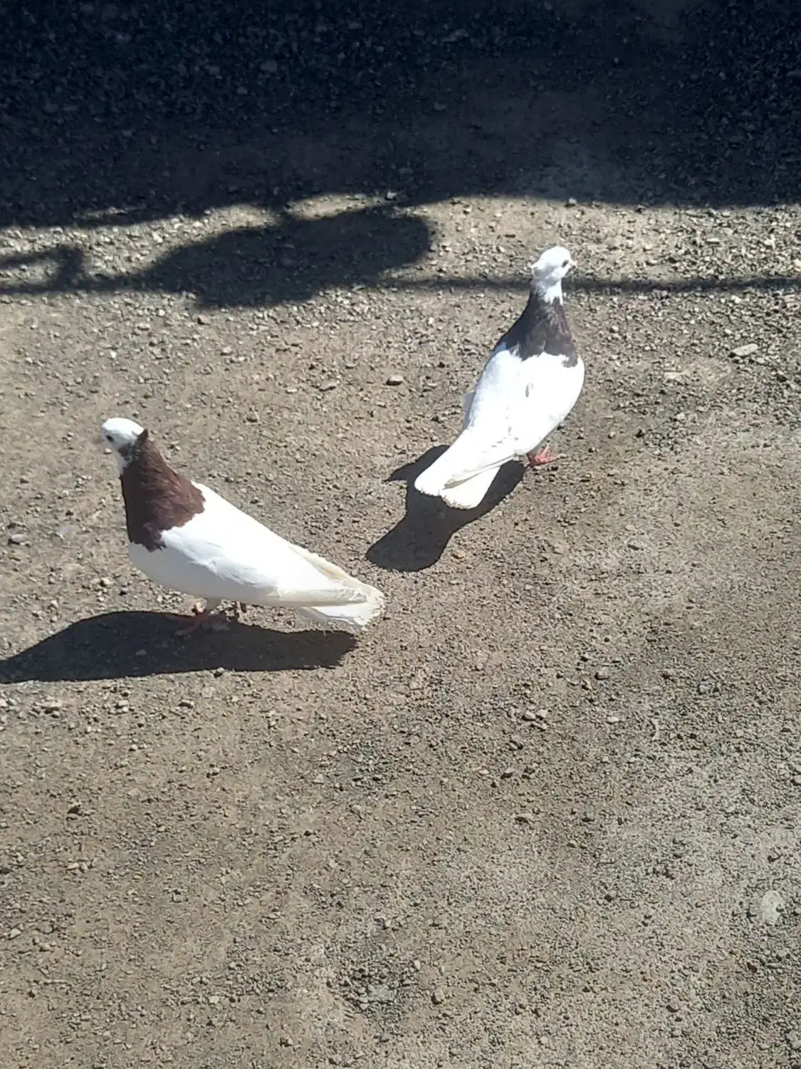 طوقی|پرنده|کیانشهر, |دیوار