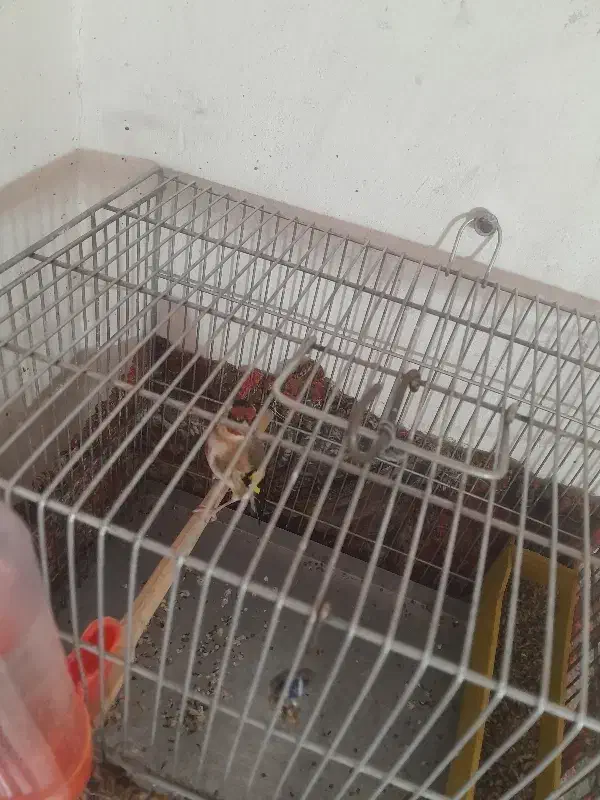 سهره قفسی نشوندار معاوضه|پرنده|خرم‌آباد, |دیوار