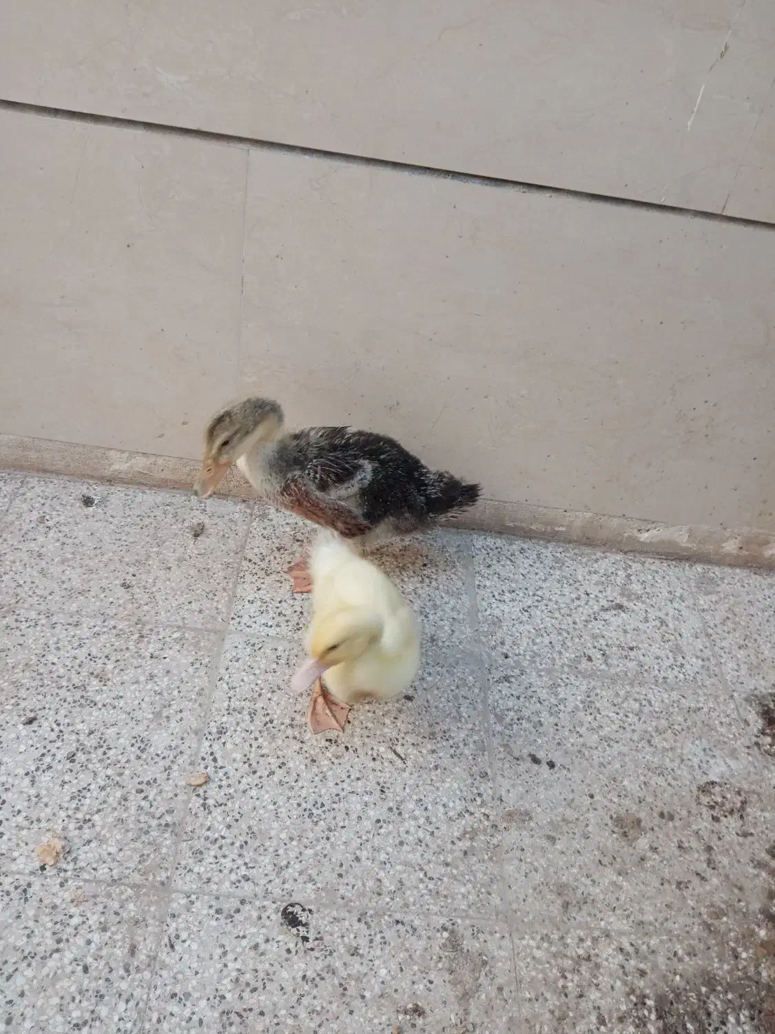 موجود زنده|پرنده|نیشابور, بنیاد شهید|دیوار