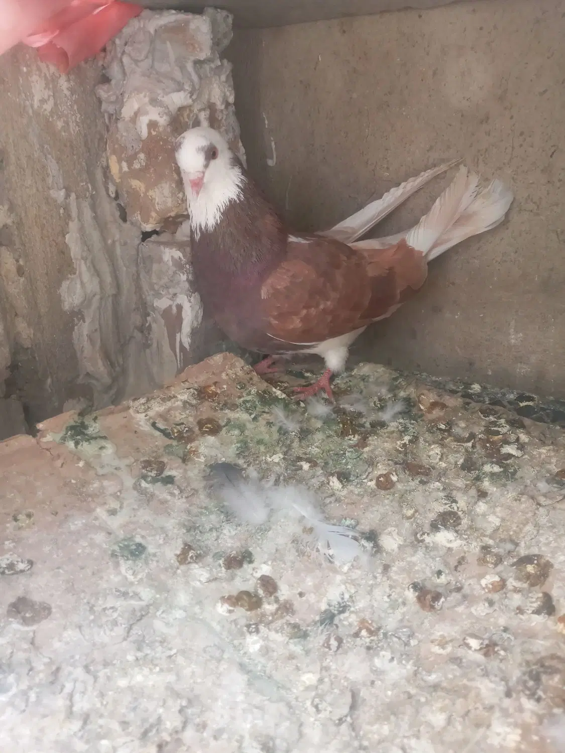 کبوتر|پرنده|کوهدشت, |دیوار