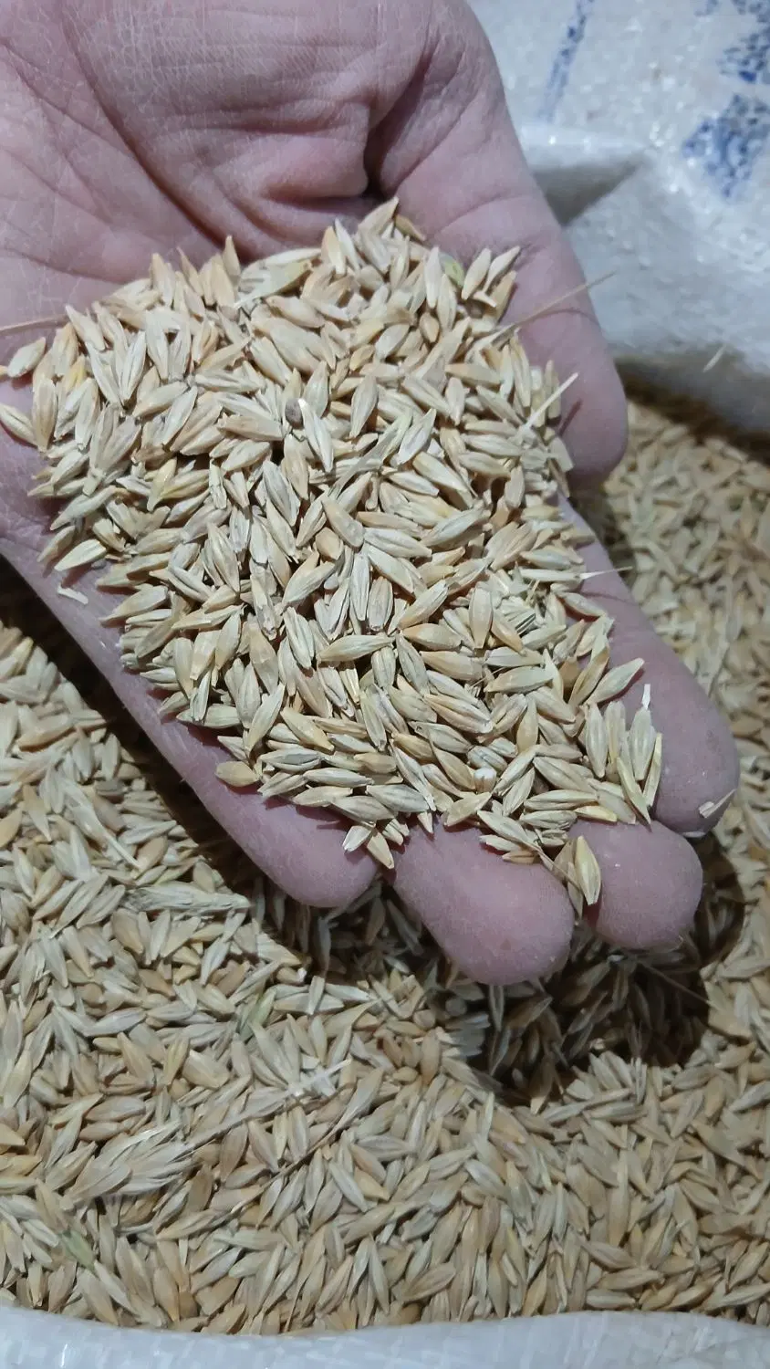 جو (دیم)|خدمات باغبانی و درختکاری|طالقان, |دیوار
