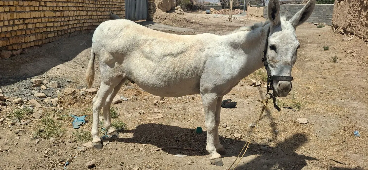 خر گله|حیوانات مزرعه|خمین, |دیوار