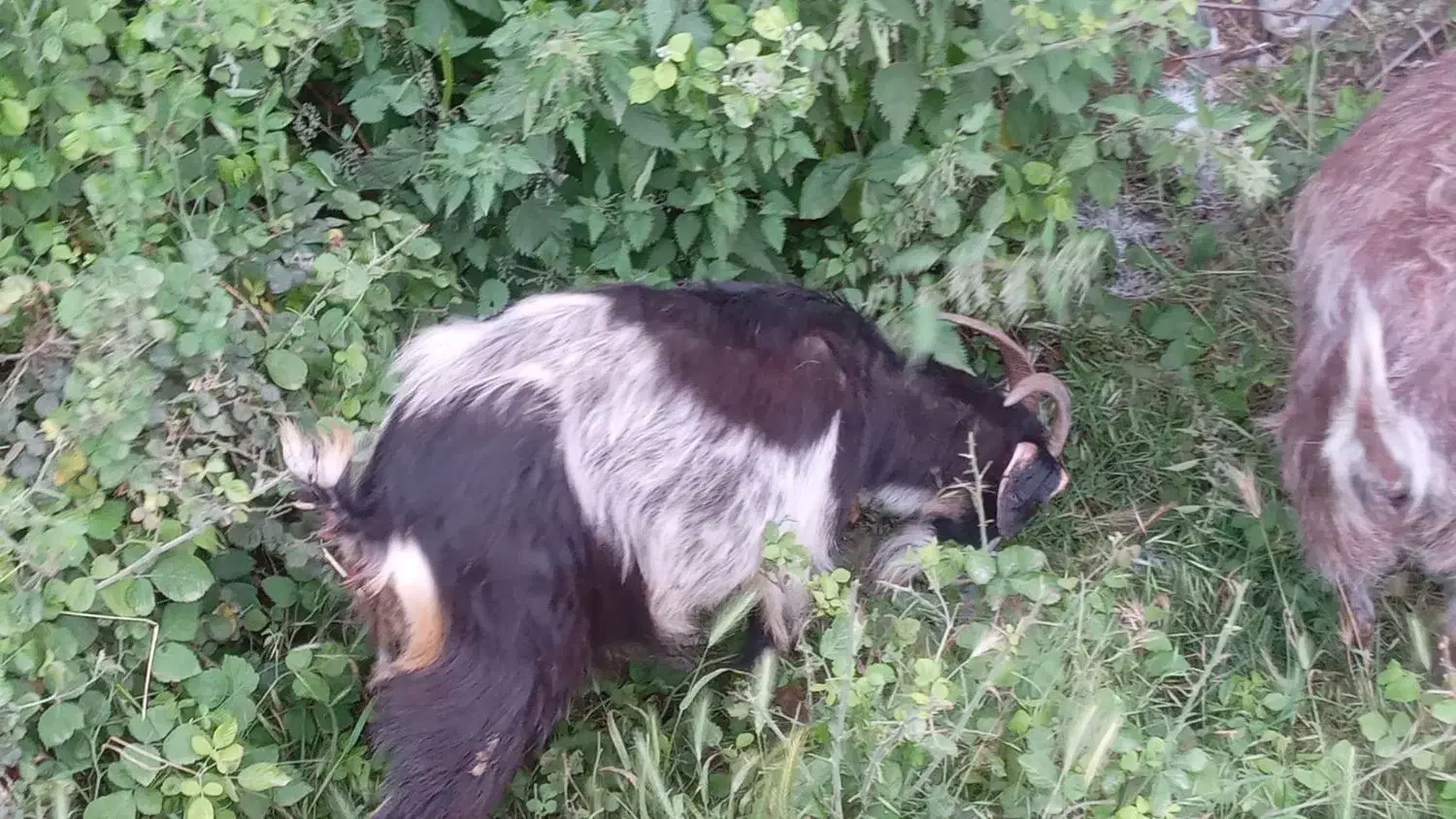 گوسفند|حیوانات مزرعه|فاضل آباد, |دیوار